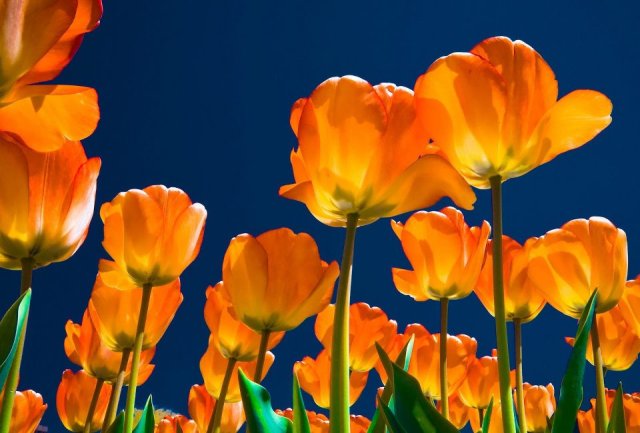 We must run with Patience - J.C. Ryle